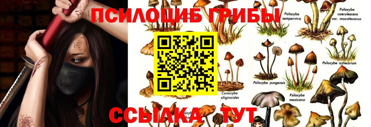 Мытищи  Псилоцибиновые грибы MAGIC MUSHROOMS  Вход с VPN 